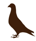 UFSS_pigeon
