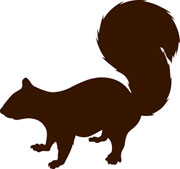 UFSS_squirrel